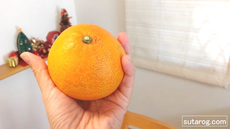 高級みかん「大三島まどんな」を手に持っている写真